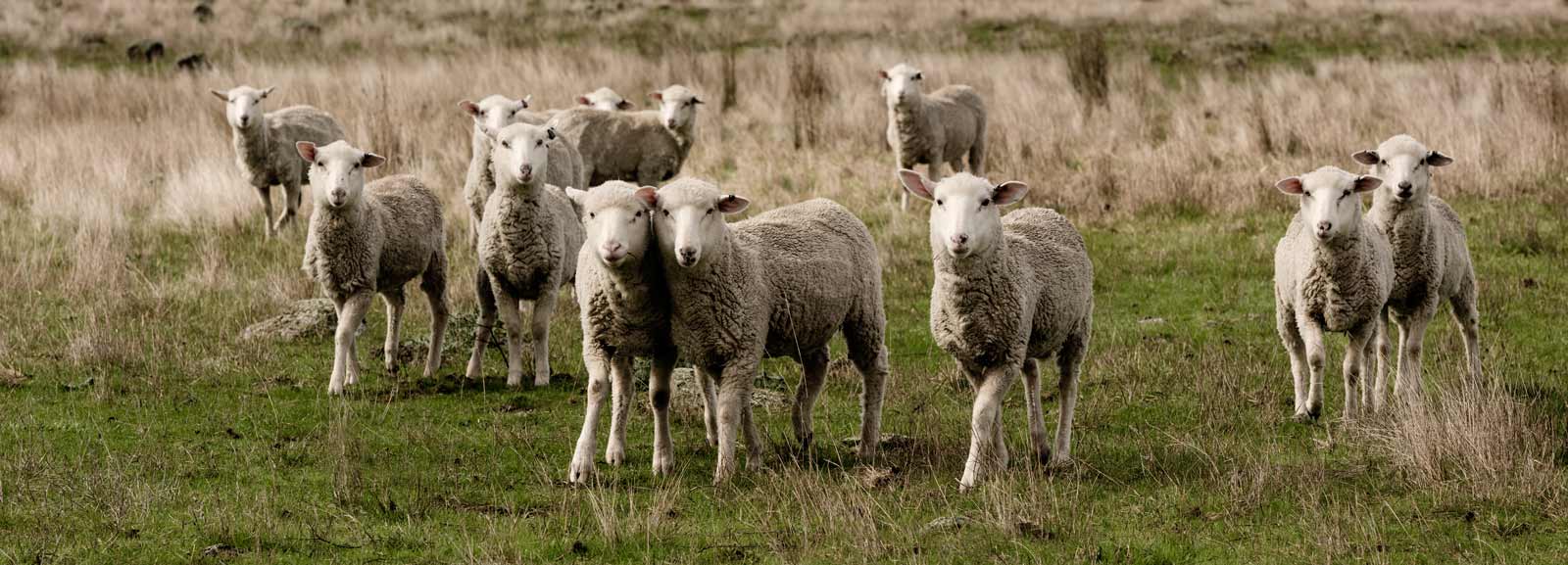 オーストラリアの羊毛業者 ハリー・ヤングマン